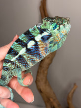 Load image into Gallery viewer, Ambanja Panther Chameleon alert and curious on a branch, showing confident personality
