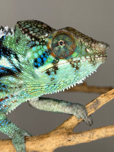 Load image into Gallery viewer, Close-up of eye and facial pattern of Avatar x Blue Magic Ambanja Panther Chameleon
