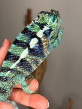 Load image into Gallery viewer, Full body of calm male Ambanja Panther Chameleon showing posture and emerging coloration
