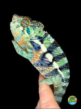 Load image into Gallery viewer, Front view of calm male Ambanja Panther Chameleon – Avatar x Blue Magic juvenile showing emerging blue and green colors
