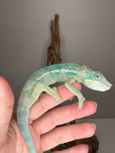 Load image into Gallery viewer, Avatar x Blue Magic Ambanja Panther Chameleon juvenile for sale
