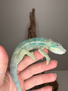Avatar x Blue Magic Ambanja Panther Chameleon juvenile for sale