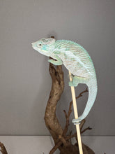 Load image into Gallery viewer, Young male Panther Chameleon perched on branch
