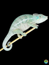 Load image into Gallery viewer, Healthy juvenile chameleon bred at FramsChams
