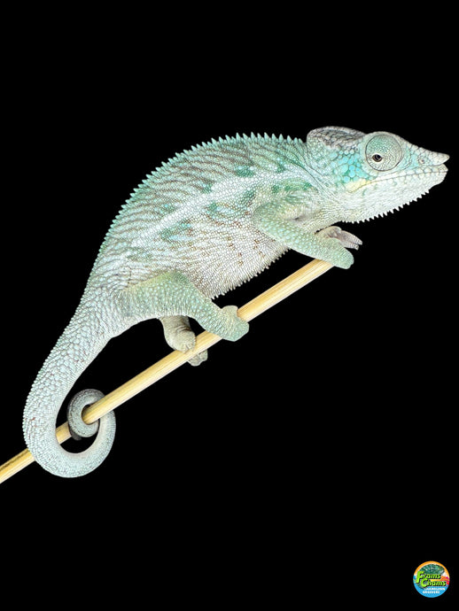 Healthy juvenile chameleon bred at FramsChams
