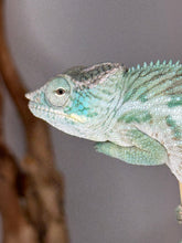 Load image into Gallery viewer, Juvenile Ambanja Panther Chameleon showing blue and green coloration

