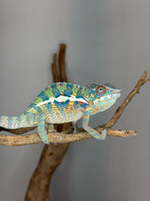 Load image into Gallery viewer, Young Ambanja Panther Chameleon displaying early blue and green colors from the exclusive Avatar × Walt bloodline.

