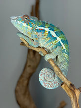Load image into Gallery viewer, Captive-bred Ambanja Panther Chameleon with exceptional Avatar × Walt genetics and outstanding color potential.
