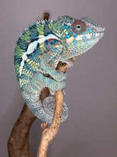 Load image into Gallery viewer, Close-up of an Ambanja Panther Chameleon featuring developing teal, blue, and green coloration.
