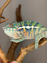 Load image into Gallery viewer, Healthy male Ambanja Panther Chameleon raised by FramsChams with premium Avatar × Walt bloodlines.
