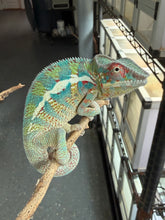 Load image into Gallery viewer, Ambanja Panther Chameleon perched on a branch displaying vibrant developing colors and bold pattern.
