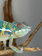 Load image into Gallery viewer, Juvenile Ambanja Panther Chameleon from Avatar × Walt lineage with exceptional future blue color potential.
