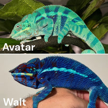 Load image into Gallery viewer, Sire and dam sire of this Ambanja Panther Chameleon pairing featuring Avatar's brilliant teal and blue coloration alongside Walt's unbelievably deep sapphire-blue bloodline.
