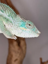 Load image into Gallery viewer, Ambanja Panther Chameleon for sale with live arrival guarantee
