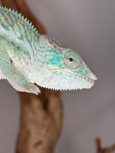 Ambanja Panther Chameleon for sale with live arrival guarantee