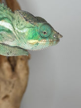 Load image into Gallery viewer, Ambanja Panther Chameleon male beginning to unwrap vibrant colors
