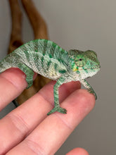 Load image into Gallery viewer, Juvenile Ambanja Panther Chameleon with developing blue barring and green body coloration
