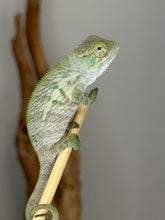 Load image into Gallery viewer, Three-month-old Ambanja Panther Chameleon with developing blue-green coloration

