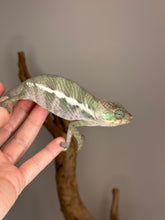 Load image into Gallery viewer, Friendly Ambanja Panther Chameleon perched naturally
