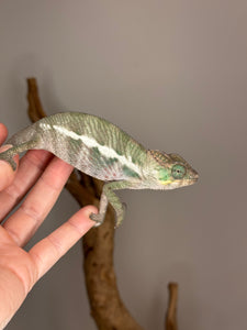 Friendly Ambanja Panther Chameleon perched naturally