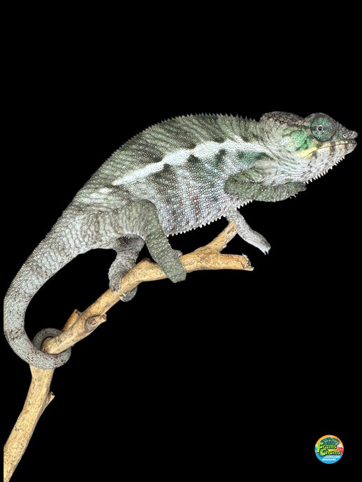 Juvenile Ambanja Panther Chameleon showing vibrant green, blue, and red coloration available at FramsChams