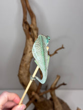 Load image into Gallery viewer, Young male Panther Chameleon perched on branch
