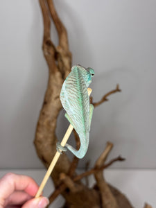 Young male Panther Chameleon perched on branch