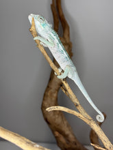 Load image into Gallery viewer, Gentle-faced Ambanja Panther Chameleon resting on a branch
