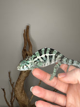 Load image into Gallery viewer, Profile view of a gentle Ambanja Panther Chameleon male
