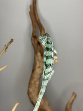 Load image into Gallery viewer, Young male Ambanja Panther Chameleon with gentle personality
