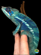 Load image into Gallery viewer, Ambanja Panther Chameleon perched with striking blues and purples
