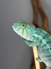 Load image into Gallery viewer, Full-body view of a 3-month-old captive-bred Ambanja Panther Chameleon
