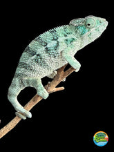 Load image into Gallery viewer, Juvenile male Ambanja panther chameleon showing emerging blue and green coloration
