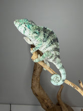 Load image into Gallery viewer, Ambanja panther chameleon juvenile male perched with developing blue tones
