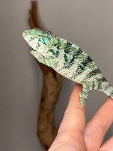 Load image into Gallery viewer, Ambanja panther chameleon juvenile male alert and well-started
