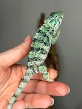 Load image into Gallery viewer, Juvenile Ambanja panther chameleon showing color contrast and pattern clarity
