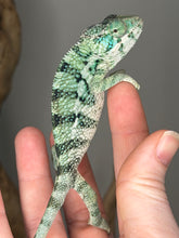 Load image into Gallery viewer, Ambanja panther chameleon male juvenile resting on branch
