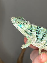 Load image into Gallery viewer, Healthy juvenile Ambanja panther chameleon raised at FramsChams
