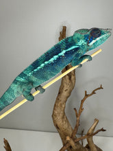 Load image into Gallery viewer, Juvenile Ambanja Panther Chameleon with deep blue colors
