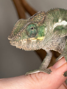 Close-up of unique Ambanja Panther Chameleon juvenile