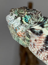 Load image into Gallery viewer, Ambanja Panther Chameleon in natural light revealing intense blue-green hues and red accents
