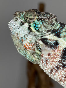 Ambanja Panther Chameleon in natural light revealing intense blue-green hues and red accents
