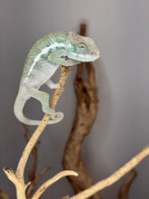 Load image into Gallery viewer, Ambanja Panther Chameleon displaying soft blue and green coloration
