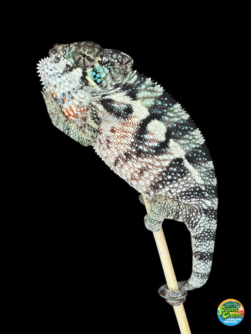 Ambanja Panther Chameleon showing bold blue and green colors with confident attitude at FramsChams