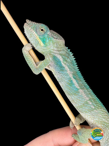 Young male Ambanja Panther Chameleon perched, showing early turquoise and blue tones