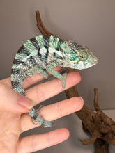 Load image into Gallery viewer, Ambanja Panther Chameleon displaying a feisty and curious personality.
