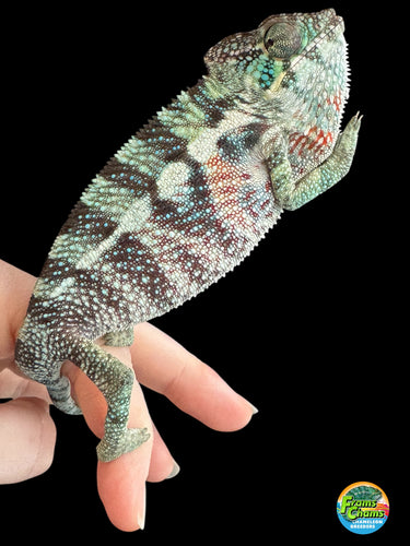 Young Ambanja Panther Chameleon showing bold blues, greens, and reds with a confident stance.