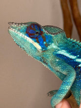 Load image into Gallery viewer, Vibrant Ambanja Panther Chameleon with blue highlights
