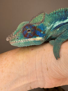 Close-up of juvenile Ambanja Panther Chameleon head