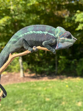 Load image into Gallery viewer, Vibrant Ambanja Panther Chameleon with blue highlights
